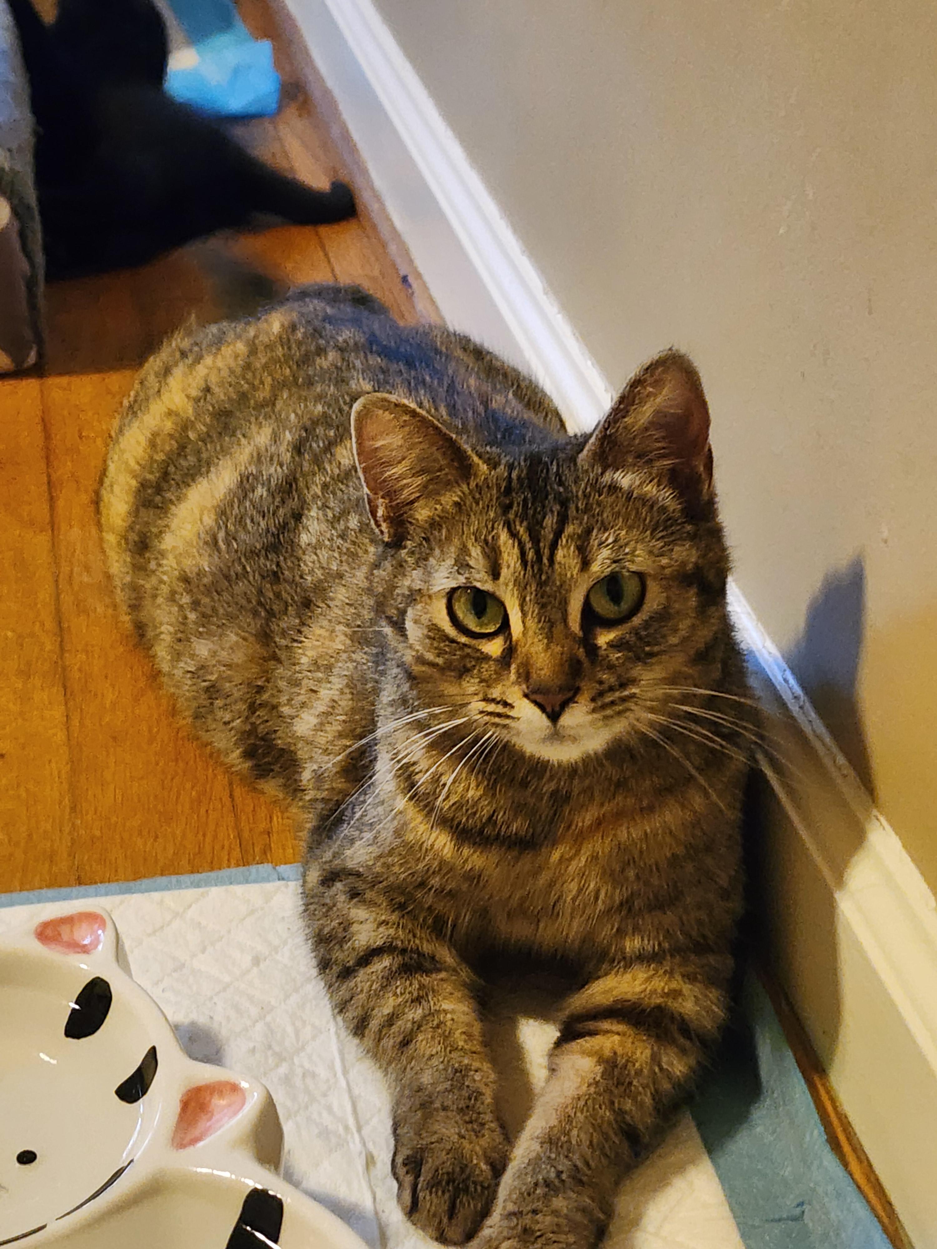 Sara Lee, a Adoptable Domestic Short Hair in Marietta, GA image 3/6