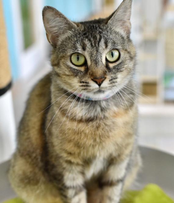 Sara Lee, a Adoptable Domestic Short Hair in Marietta, GA image 5/6