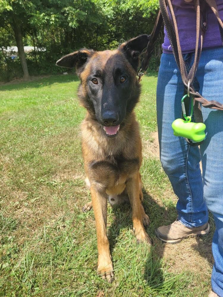 Opie, Adoptable, Adult Male Belgian Shepherd / Malinois.