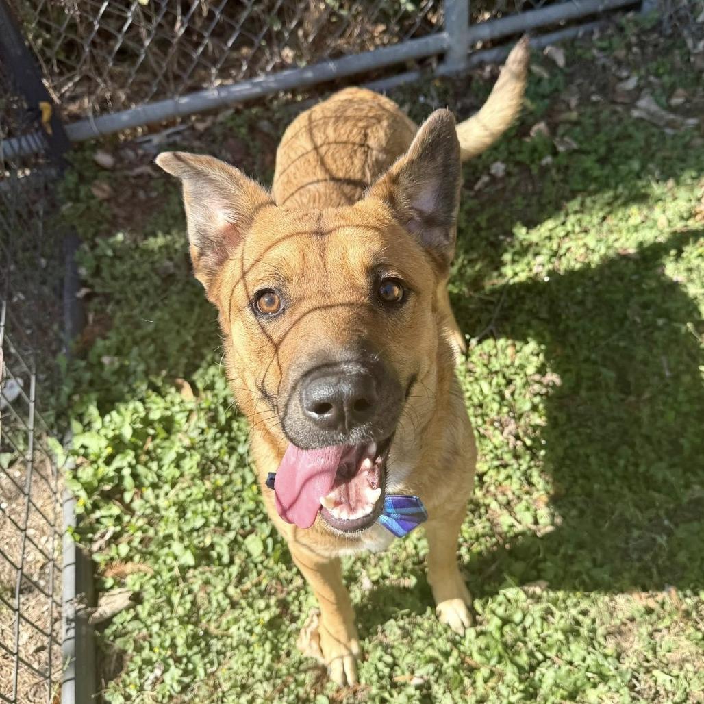 Chase, Adoptable, Young Male German Shepherd Dog.