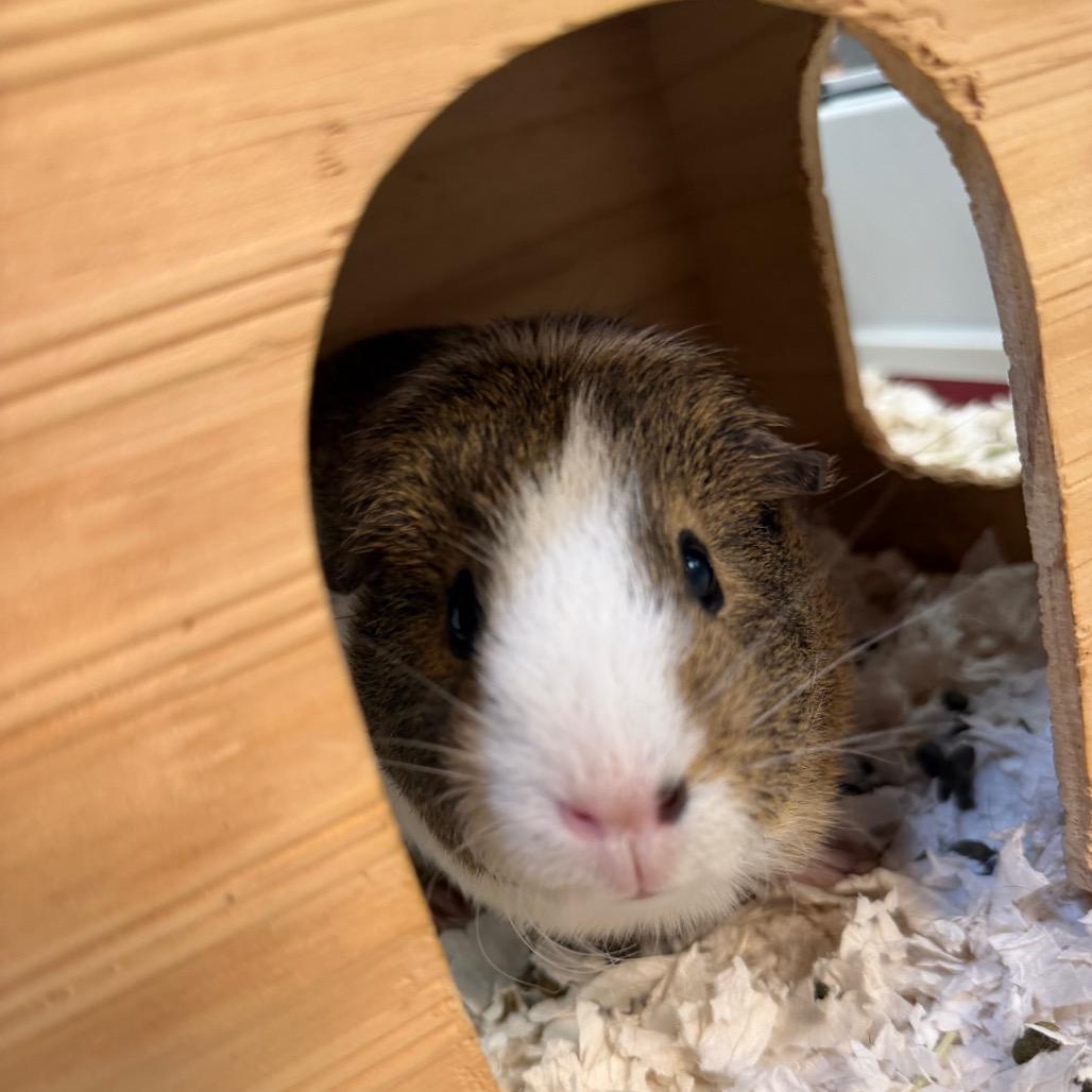 Enlarge Teddy, a Adoptable Guinea Pig in Conshohocken, PA image 1/3