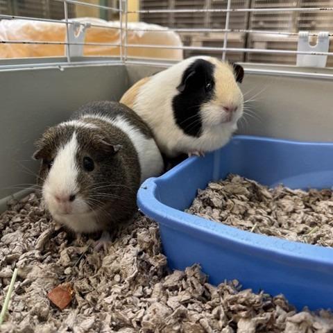 Teddy, Adoptable, Adult Female Guinea Pig.
