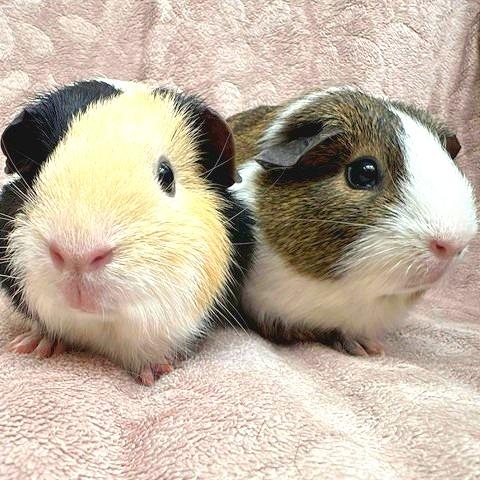 Enlarge Teddy, a Adoptable Guinea Pig in Conshohocken, PA image 3/3