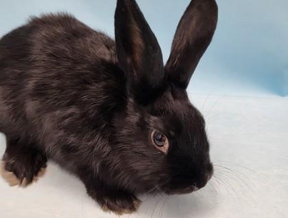 Neil, Adoptable, Baby Male Havana.