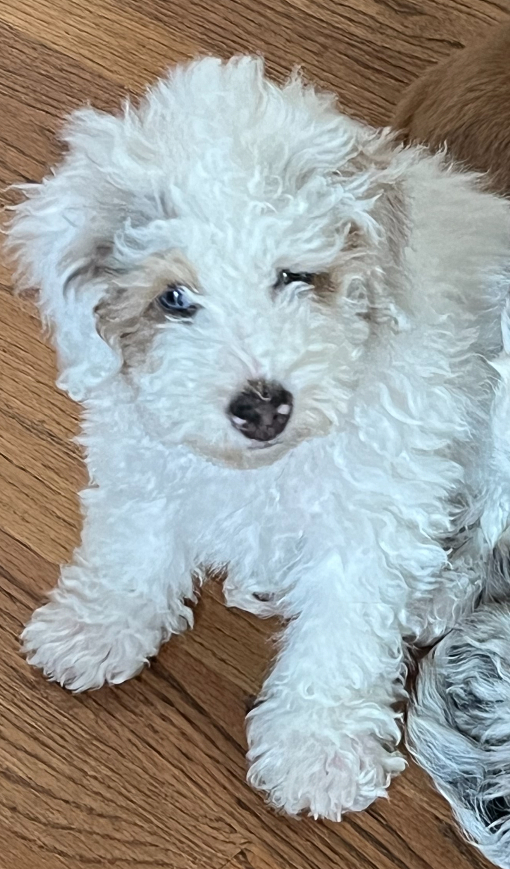 Teddy
