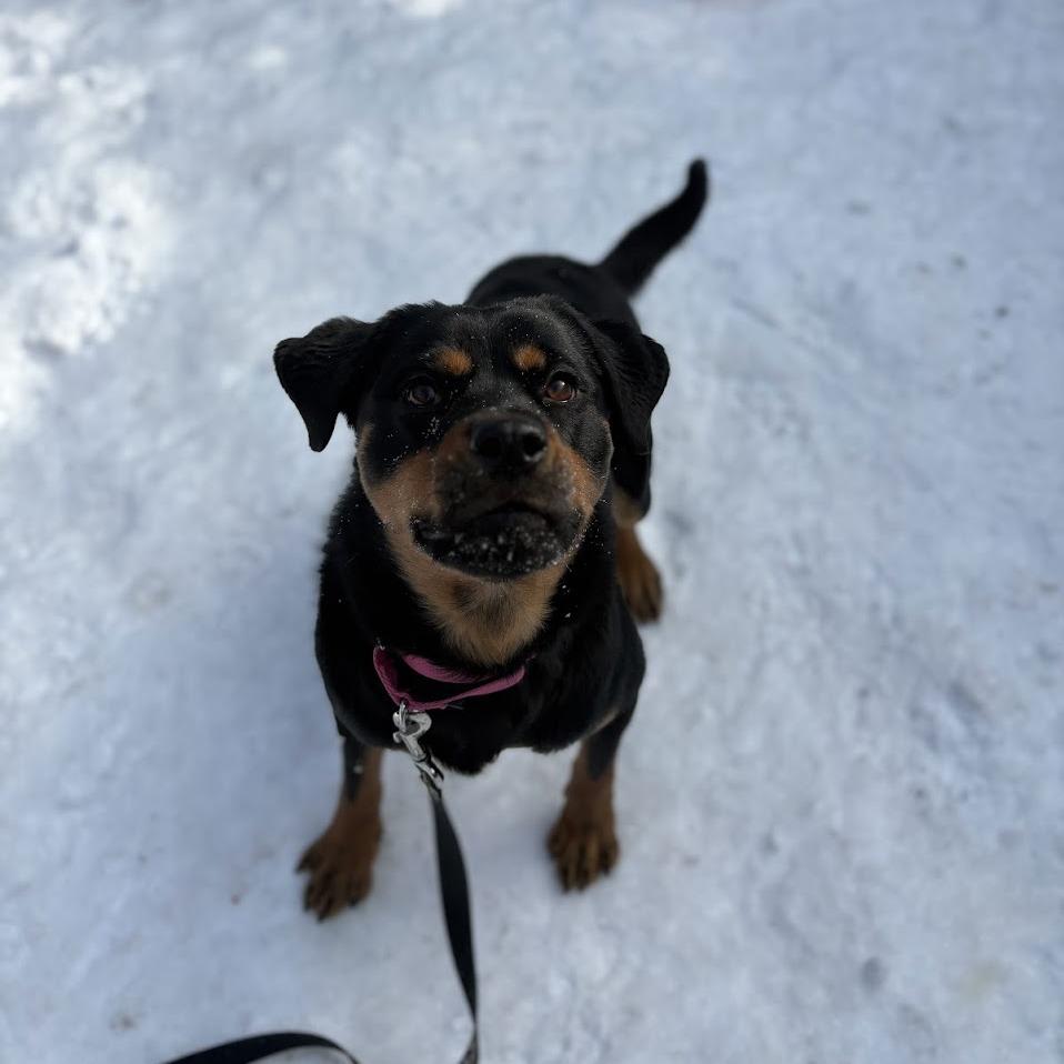 Coco, a Adoptable Mixed Breed in Pittsburgh, PA image 2/6