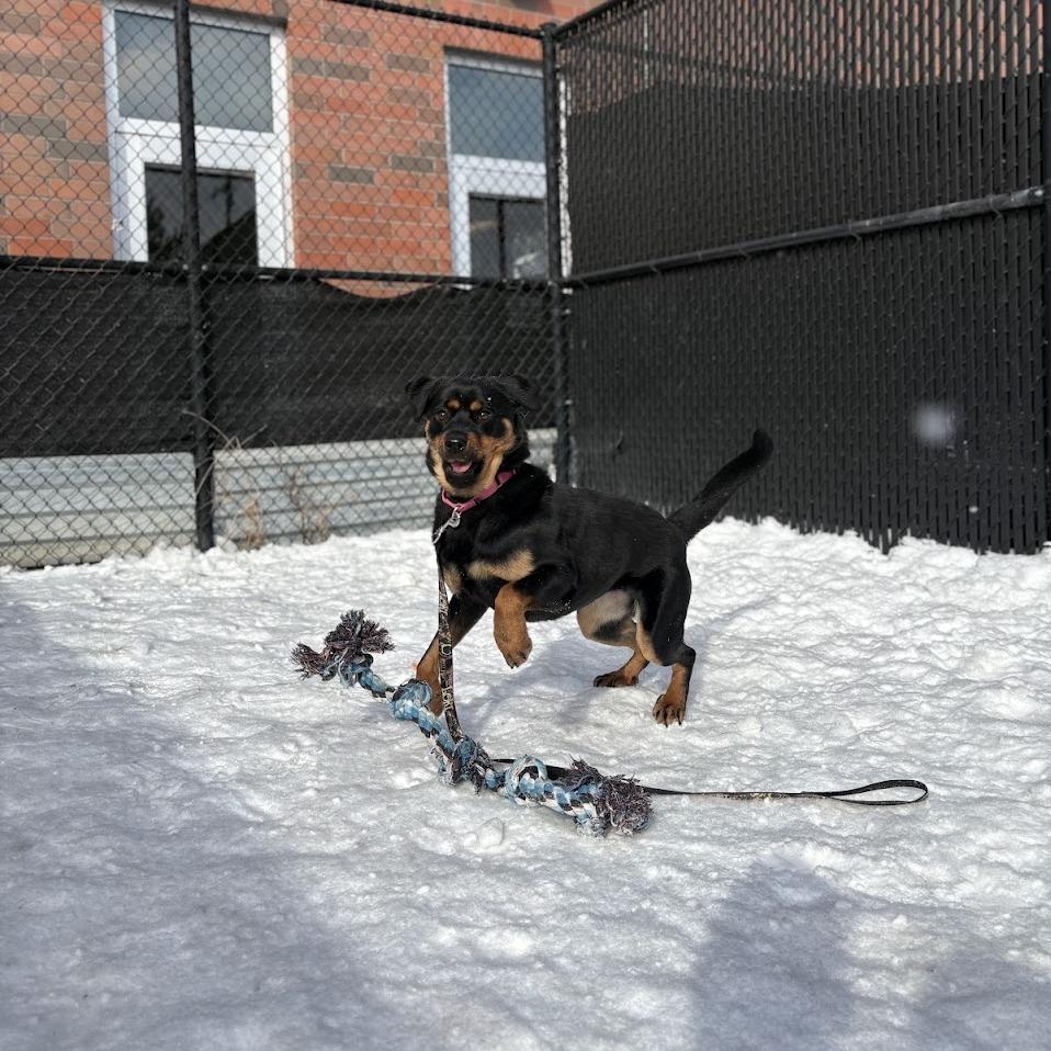 Coco, a Adoptable Mixed Breed in Pittsburgh, PA image 4/6