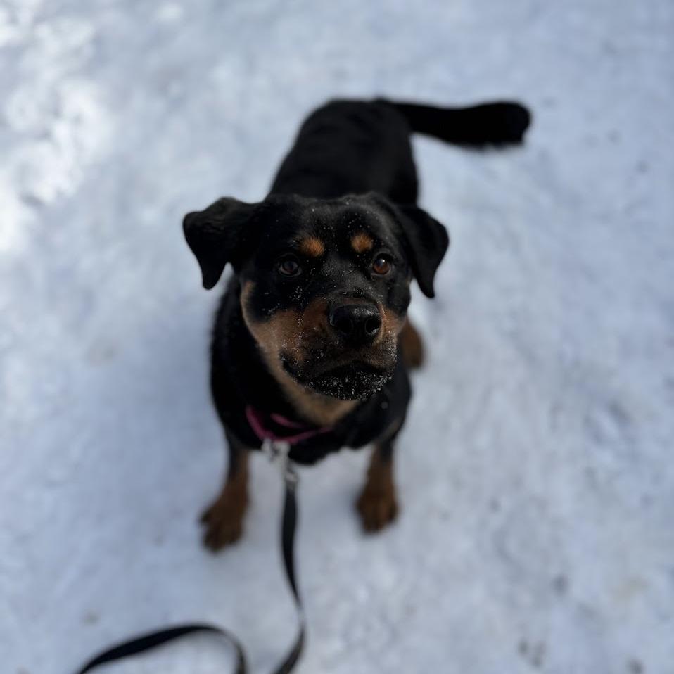 Coco, a Adoptable Mixed Breed in Pittsburgh, PA image 5/6