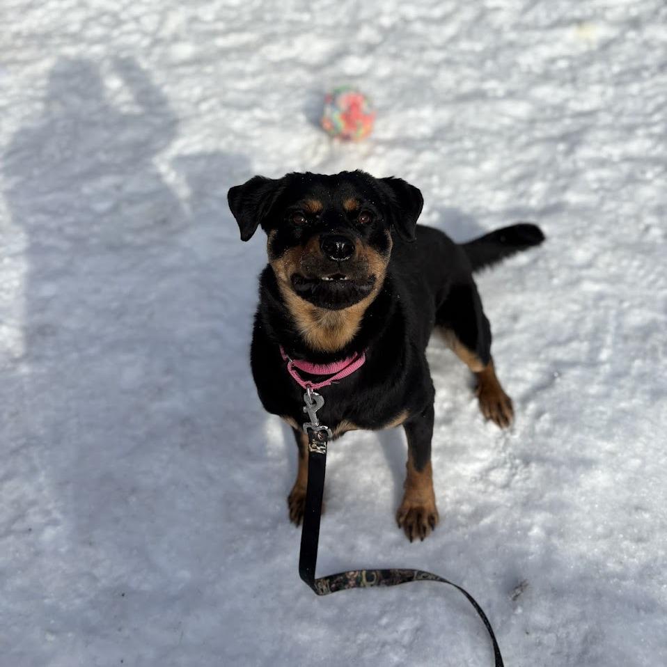 Coco, a Adoptable Mixed Breed in Pittsburgh, PA image 6/6