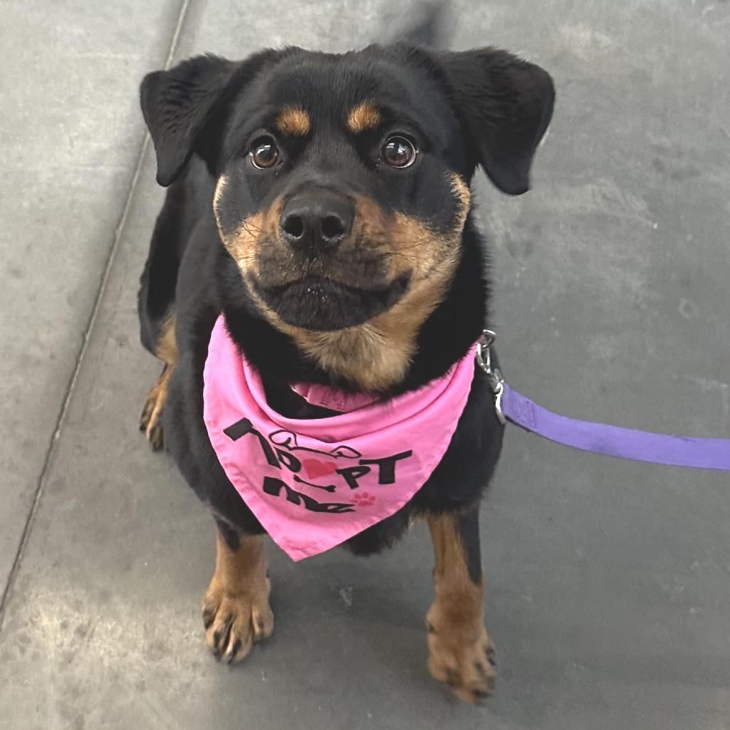 Coco, a Adoptable Mixed Breed in Pittsburgh, PA image 1/6