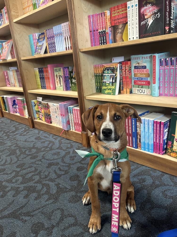 Stitch, Adoptable, Puppy Male Mixed Breed & Beagle.