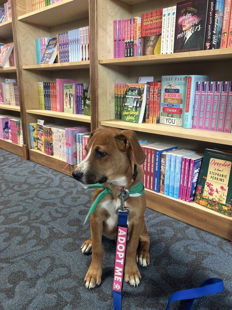 Enlarge Stitch, a Adoptable mixed breed in Denver, CO image 6/6