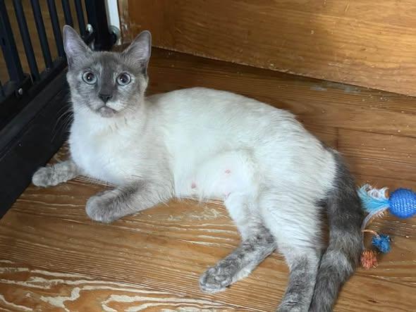 Aphrodite, adopted, Young Female Domestic Short Hair.