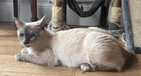 Enlarge Aphrodite, an adopted Domestic Short Hair in Portland, ME image 2/2