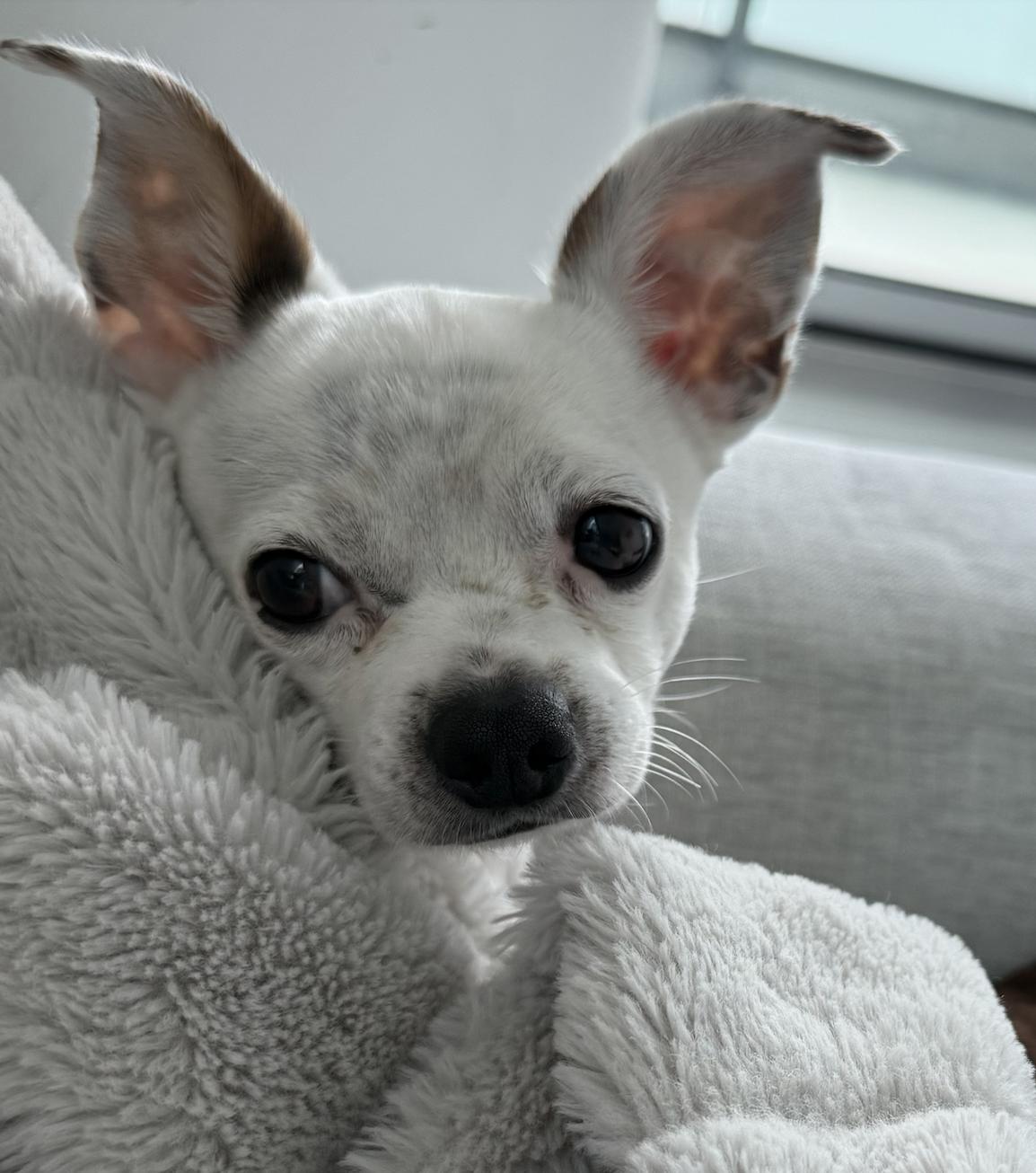 Enlarge Ollie, a Adopted mixed breed in Toronto, ON image 1/6