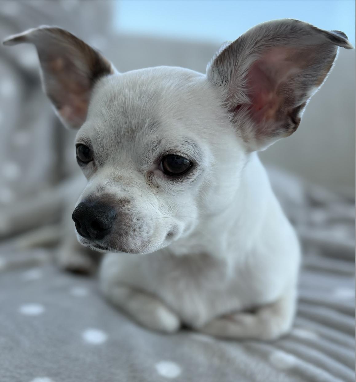 Enlarge Ollie, a Adopted mixed breed in Toronto, ON image 5/6