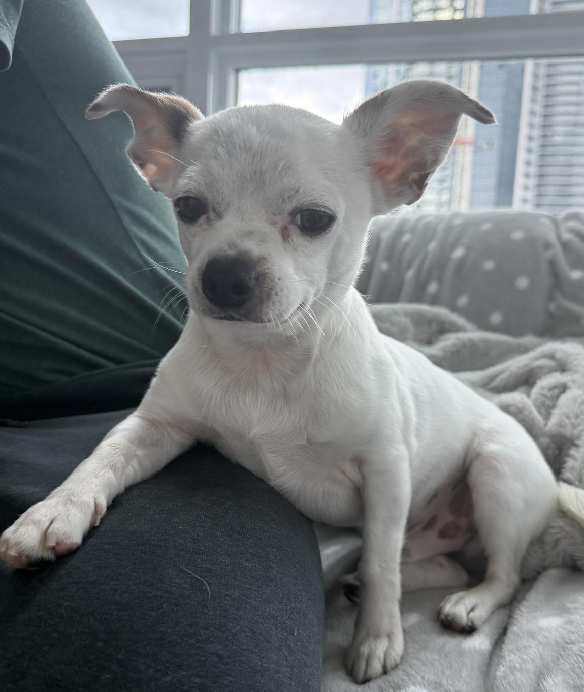 Enlarge Ollie, a Adopted mixed breed in Toronto, ON image 6/6