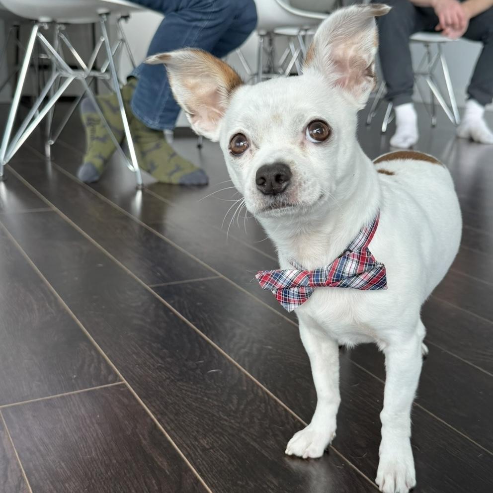 Ollie, Adopted, Adult Male Chihuahua.