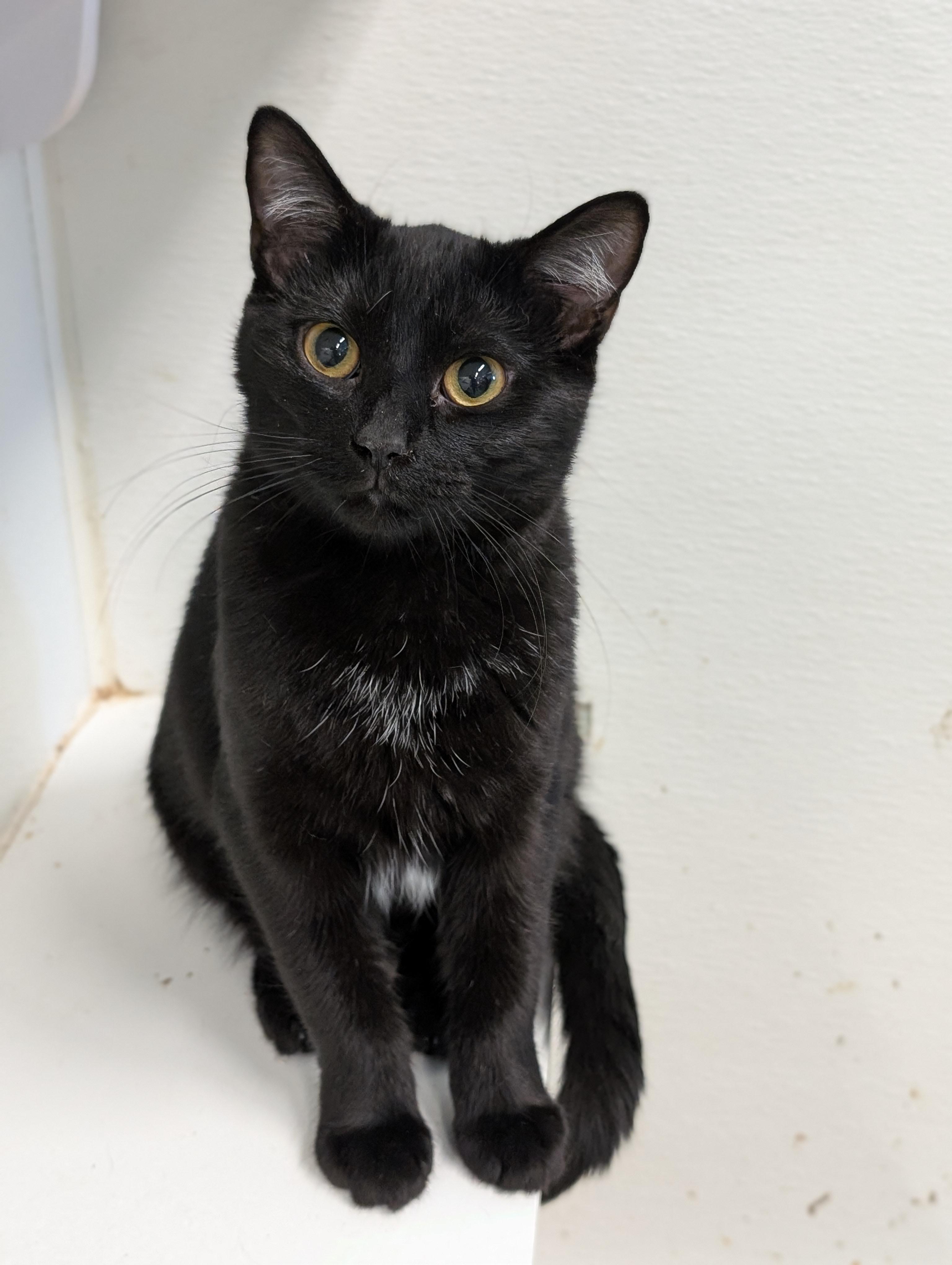 Bettie, a Adoptable Domestic Short Hair in Tilton, IL image 5/6