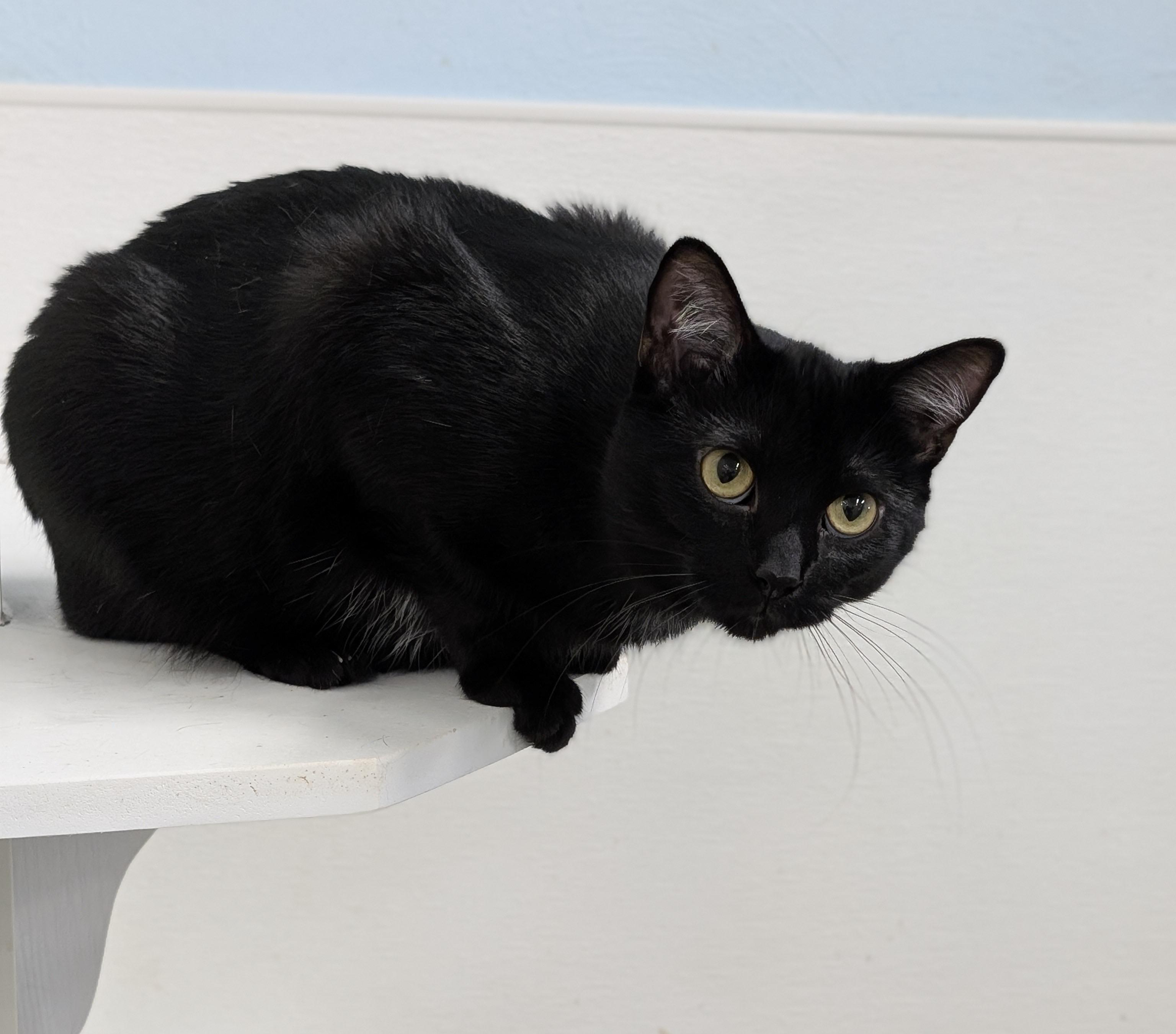 Bettie, a Adoptable Domestic Short Hair in Tilton, IL image 1/6