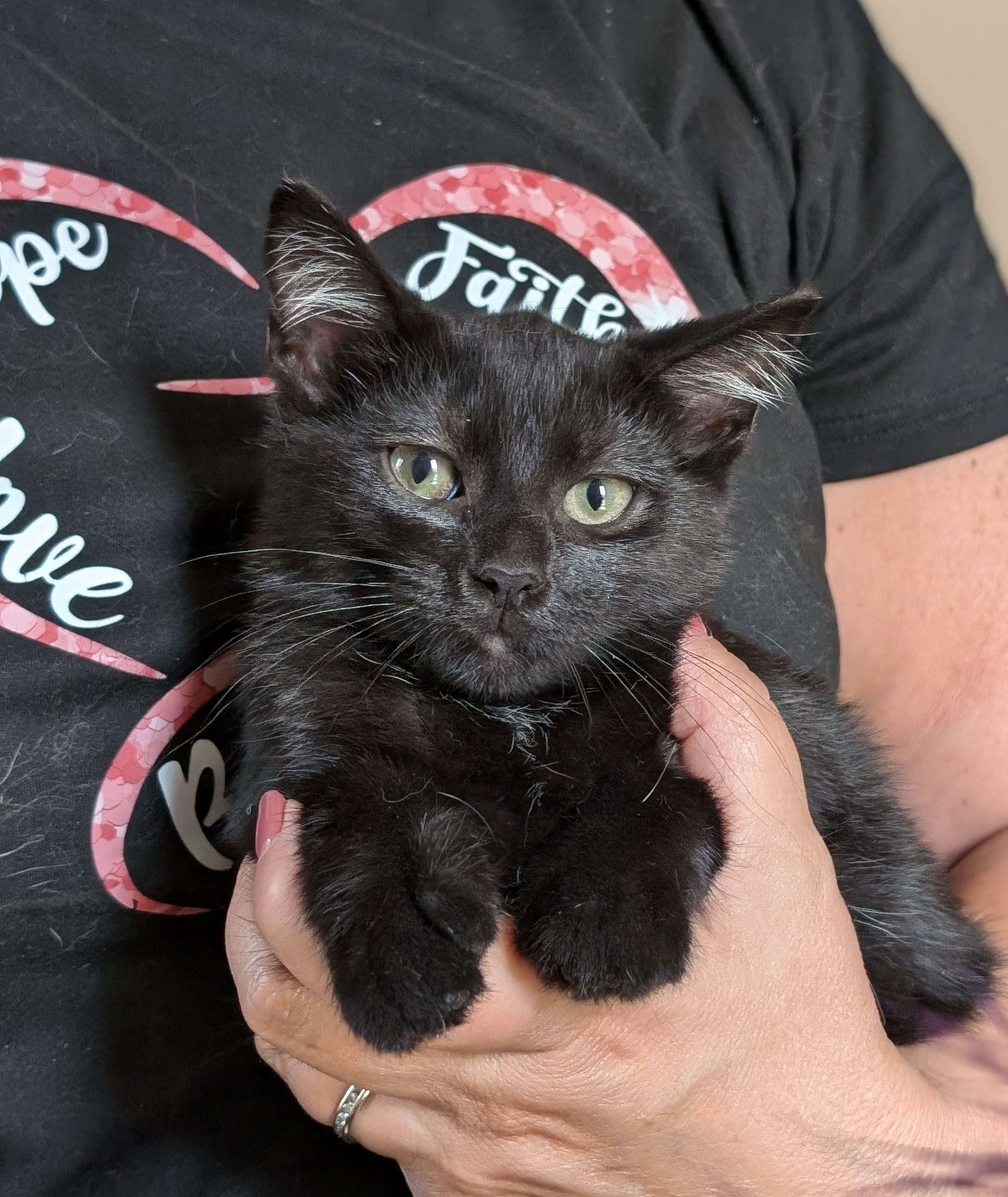 Bettie, a Adoptable Domestic Short Hair in Tilton, IL image 6/6