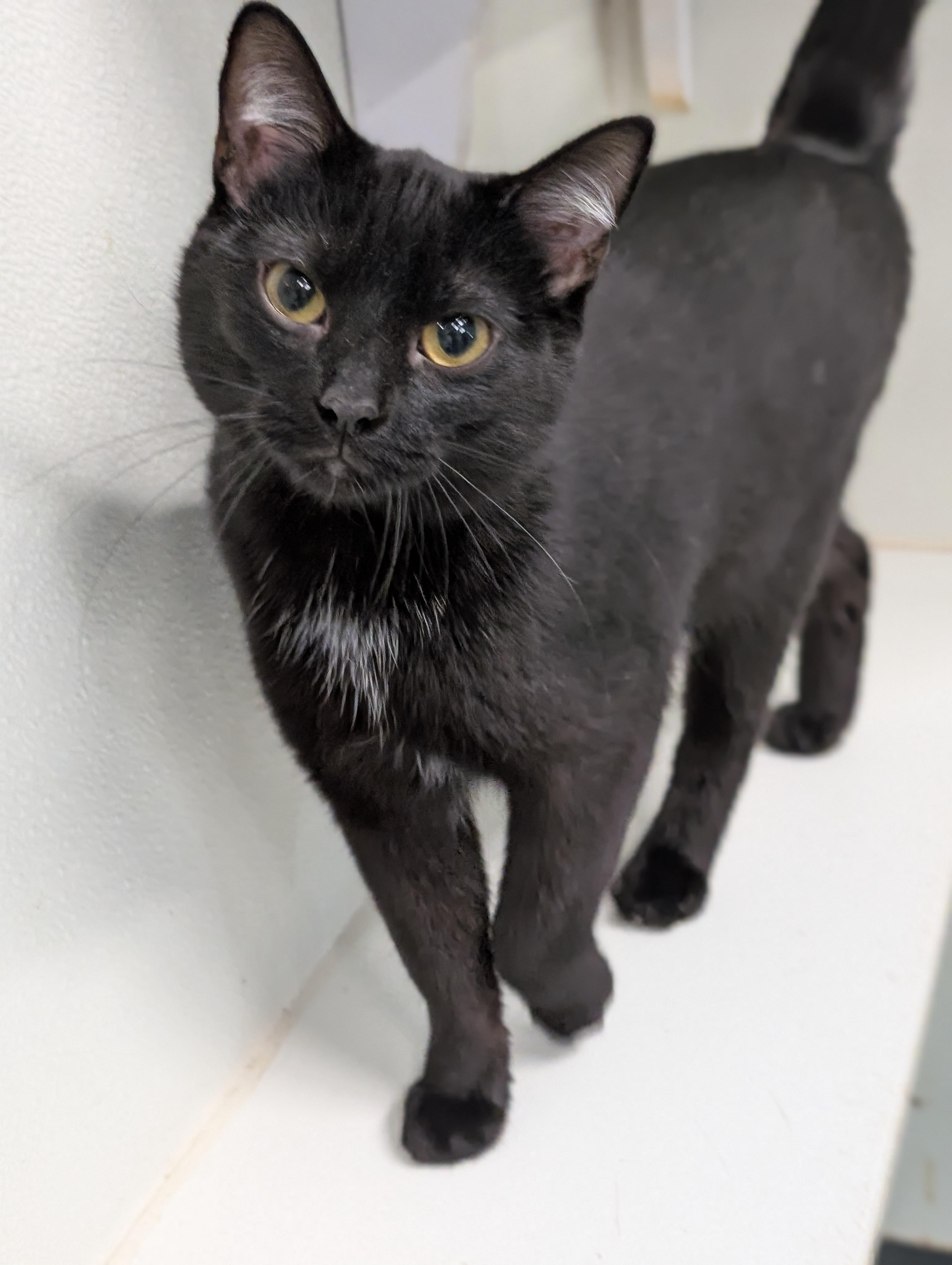 Bettie, a Adoptable Domestic Short Hair in Tilton, IL image 4/6