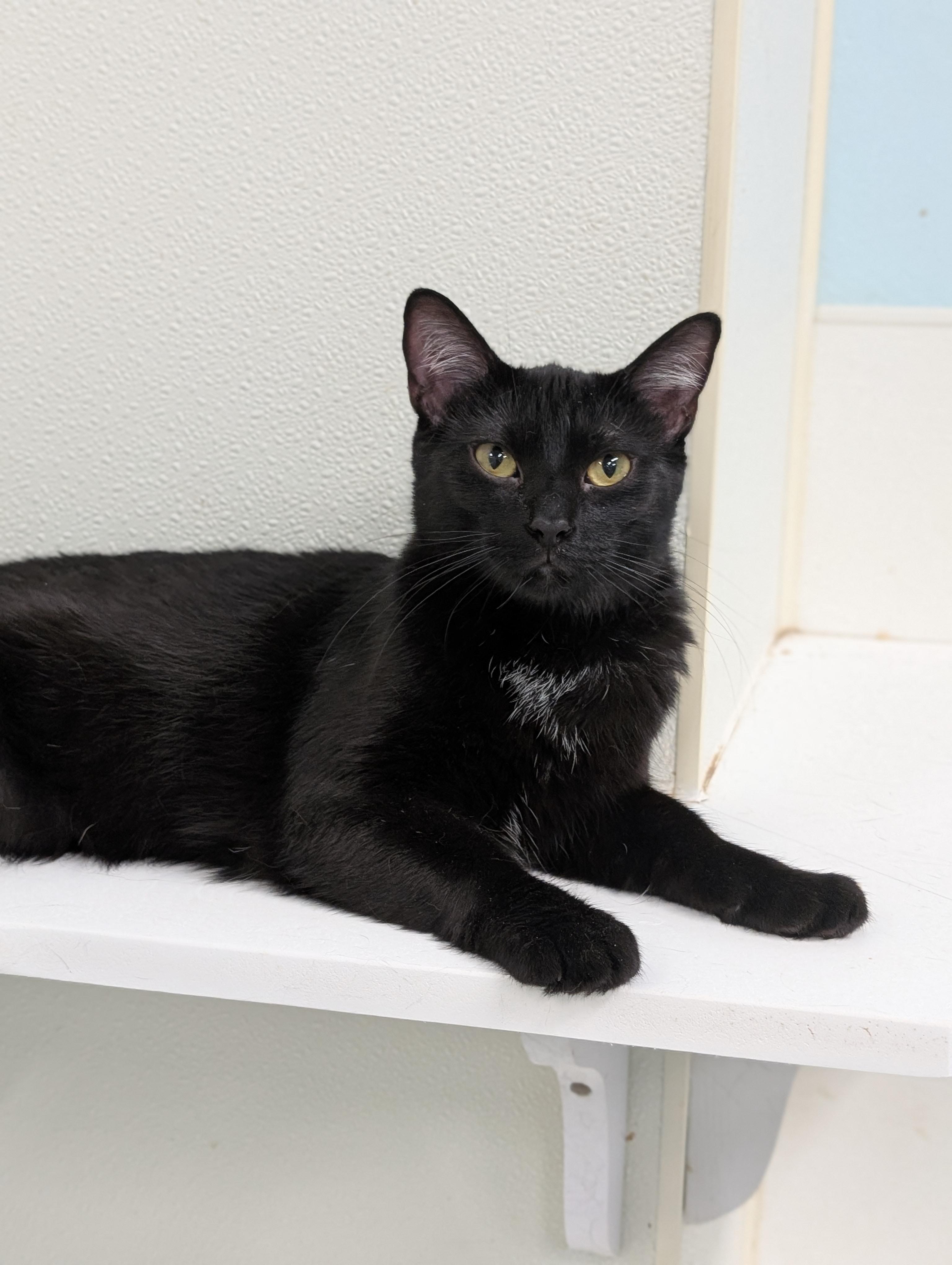 Bettie, Adoptable, Adult Female Domestic Short Hair.