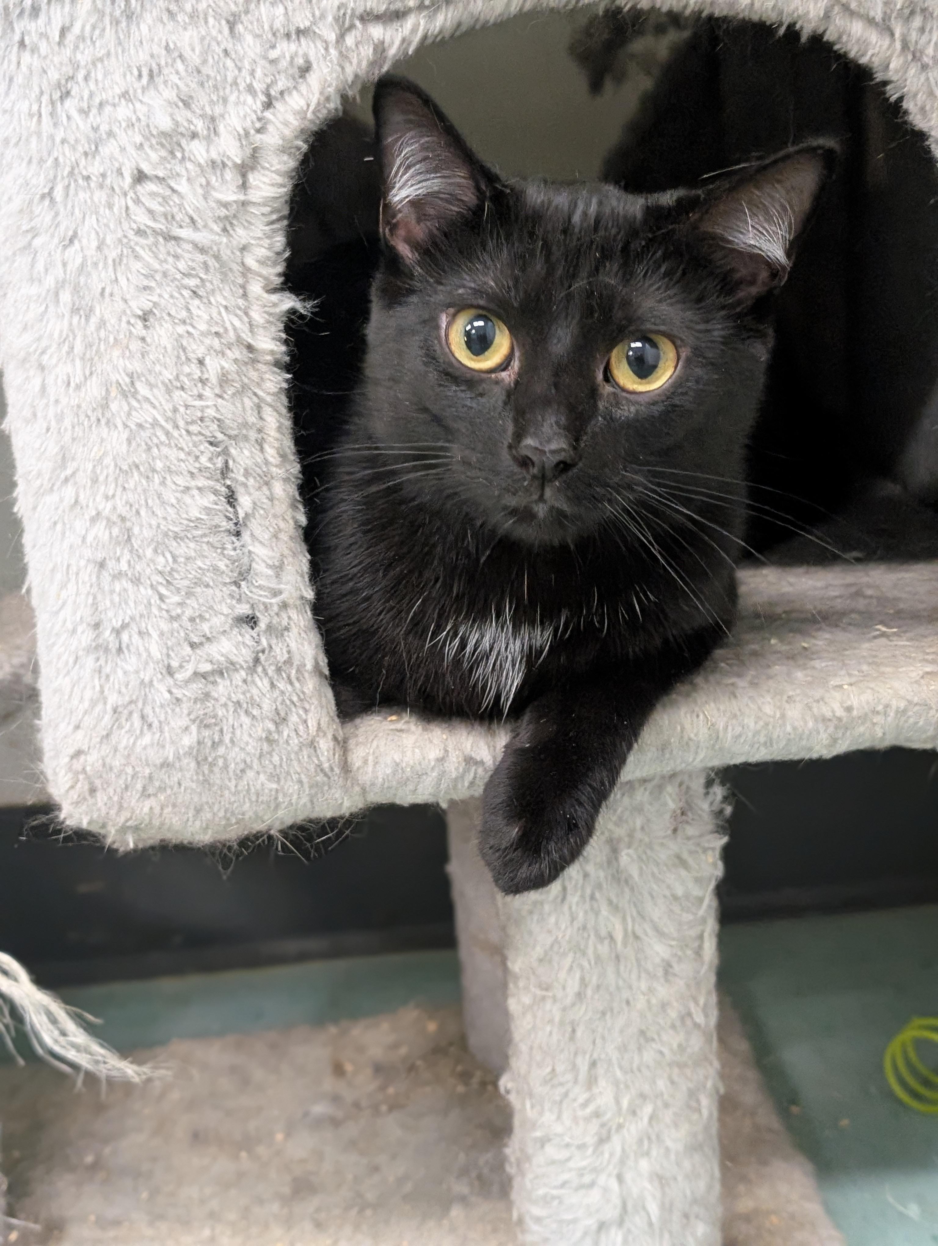 Bettie, a Adoptable Domestic Short Hair in Tilton, IL image 3/6