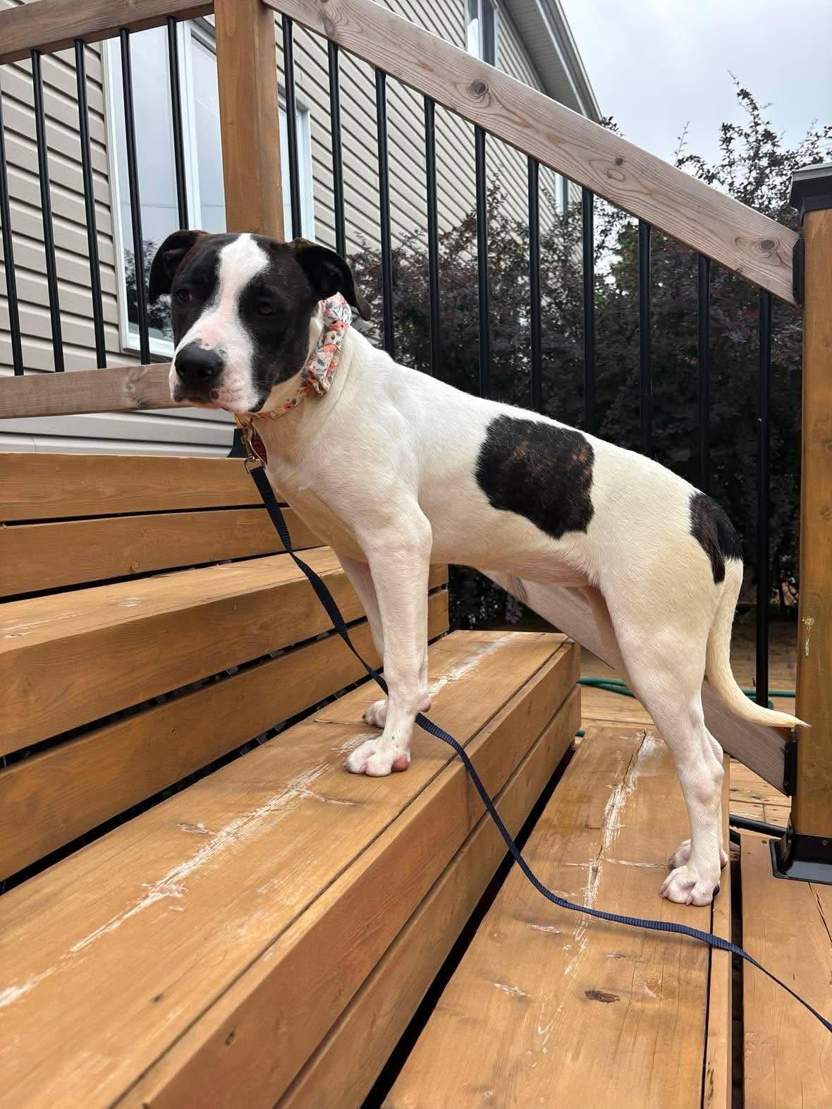 Enlarge Links, a ADOPTABLE American Bully in Pointe-Claire, QC image 3/6