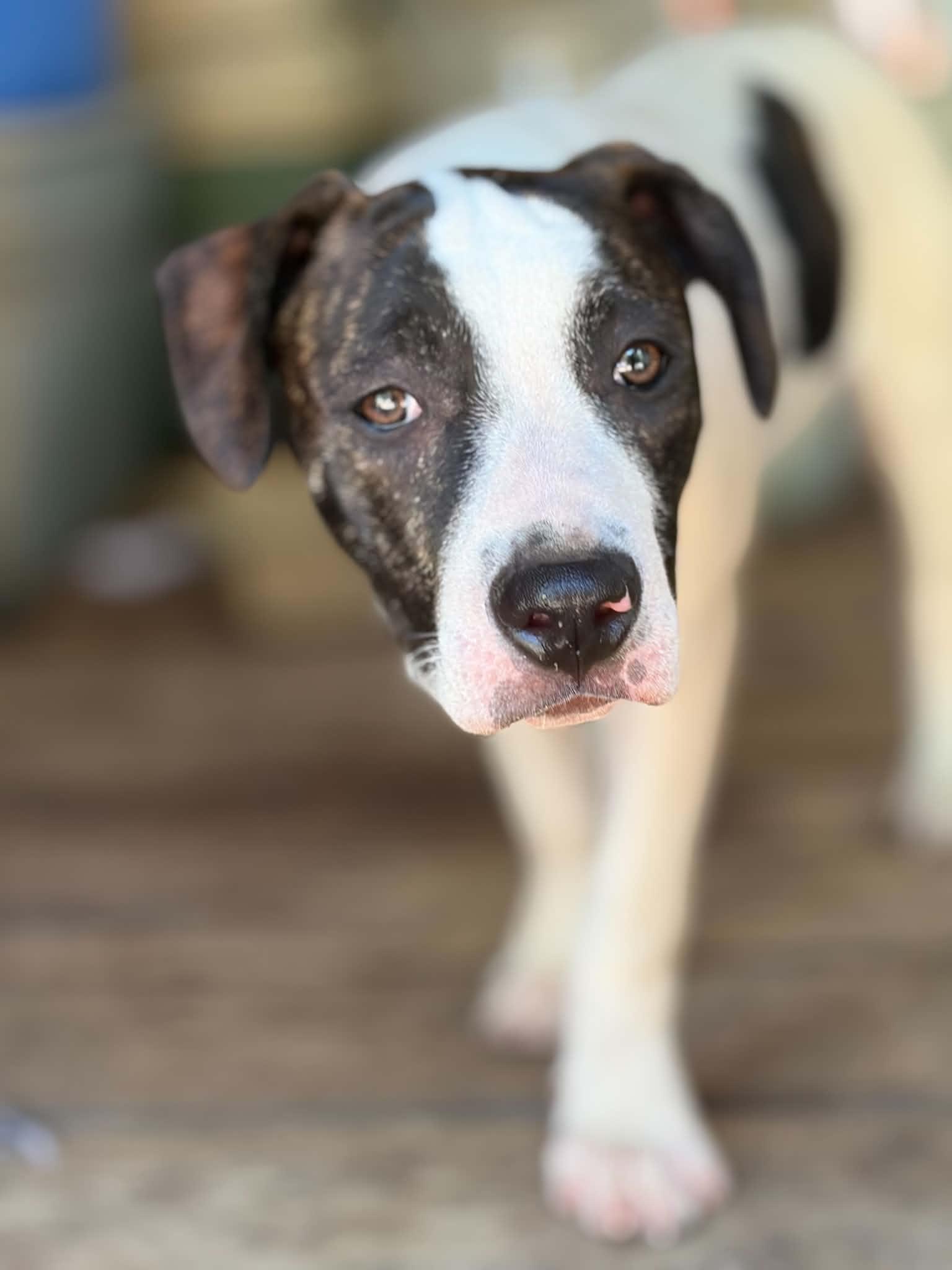 Enlarge Links, a ADOPTABLE American Bully in Pointe-Claire, QC image 2/6