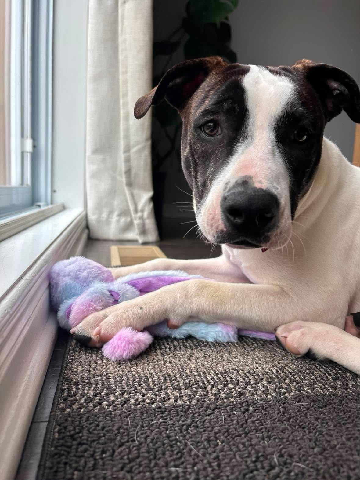Enlarge Links, a ADOPTABLE American Bully in Pointe-Claire, QC image 5/6