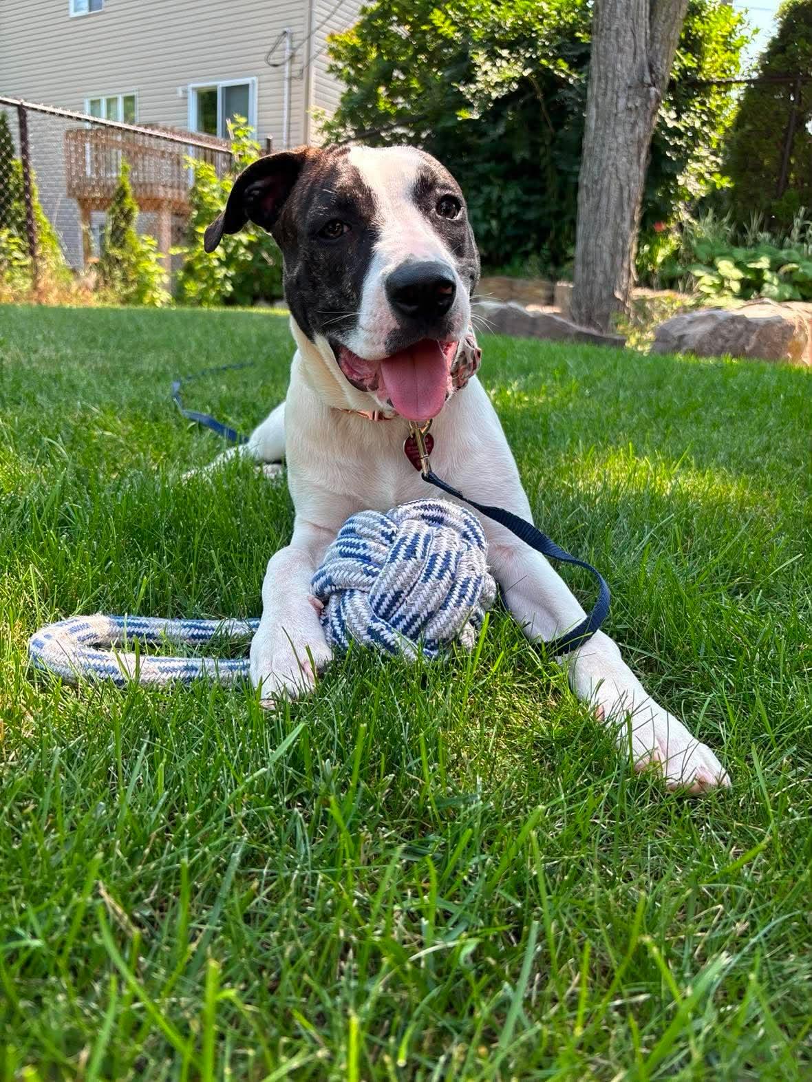 Links, ADOPTABLE, Puppy Female American Bully.