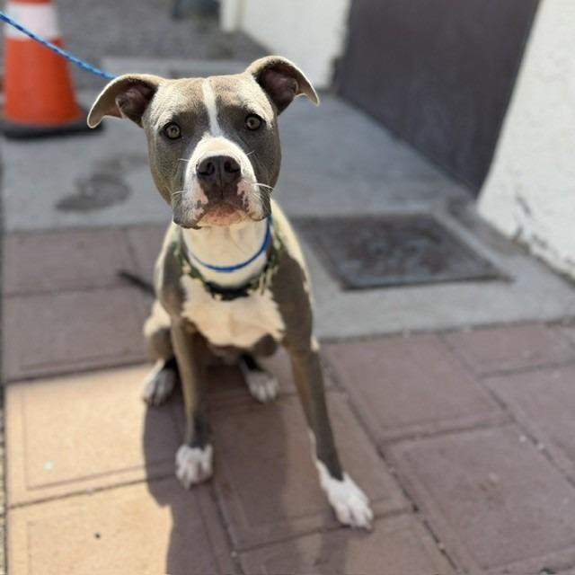 Enlarge McGee, a Adoptable mixed breed in Bullhead City, AZ image 1/1
