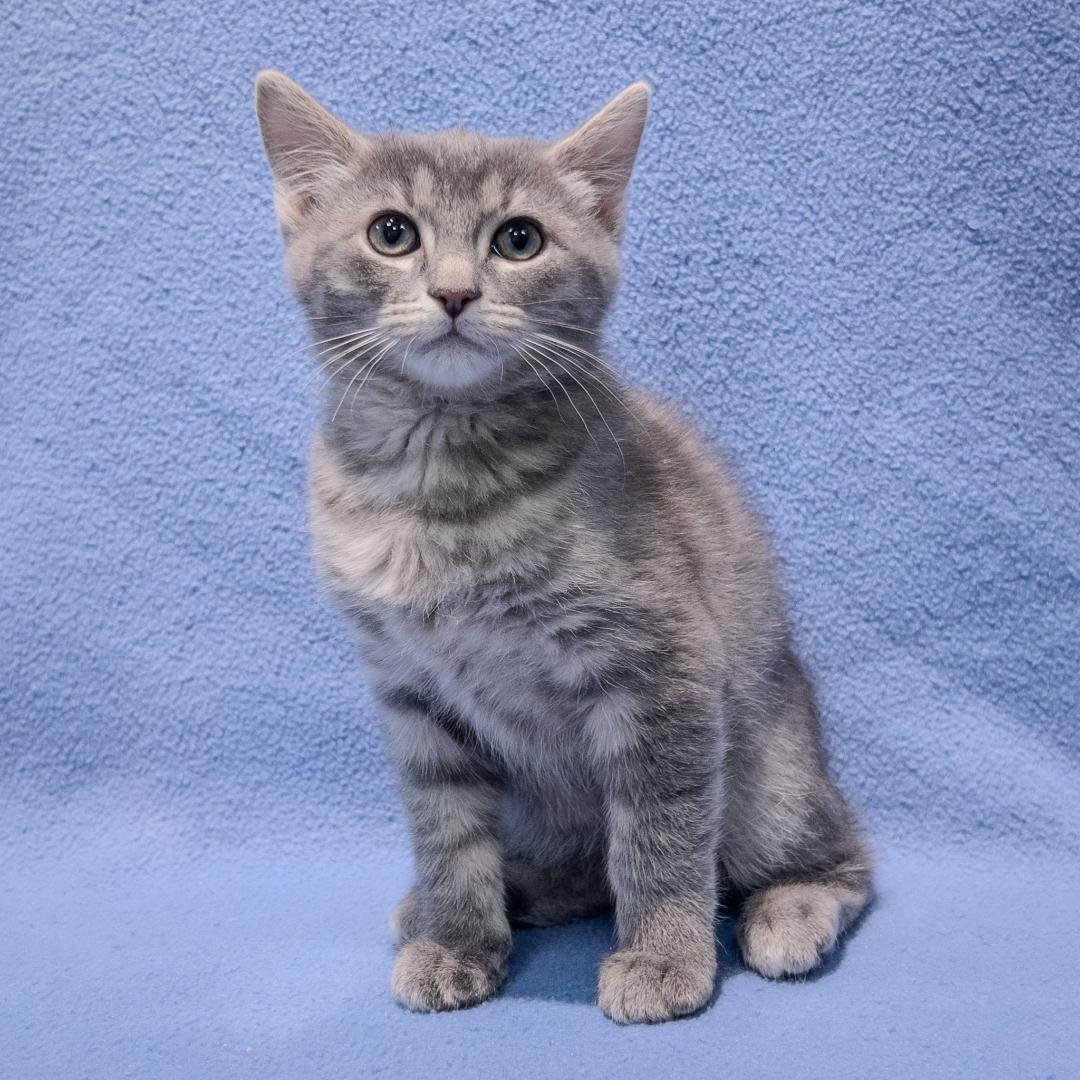 Enlarge Mike, an adopted mixed breed in Overland Park, KS image 2/2