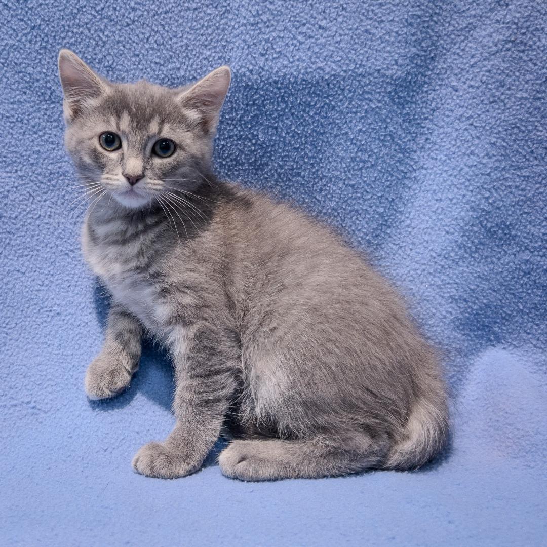 Enlarge Mike, an adopted mixed breed in Overland Park, KS image 1/2