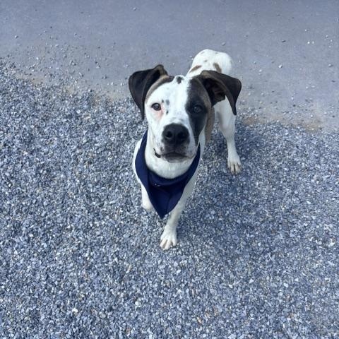 Sunshine, ADOPTABLE, Adult Female Boxer.