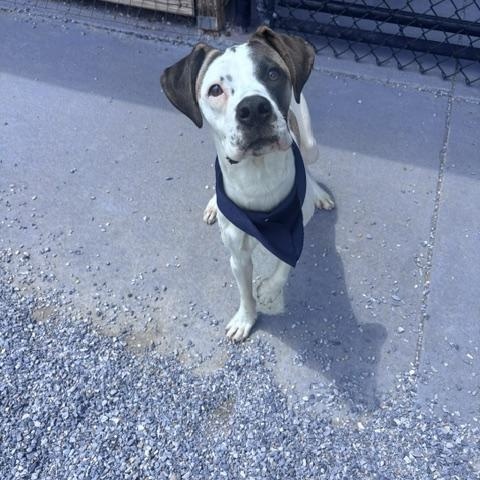 Enlarge Sunshine, a ADOPTABLE mixed breed in Marion, NC image 3/4