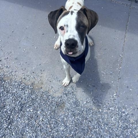 Enlarge Sunshine, a ADOPTABLE mixed breed in Marion, NC image 4/4
