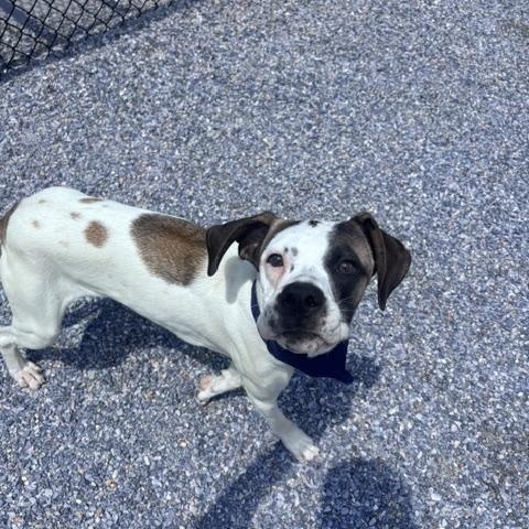 Enlarge Sunshine, a ADOPTABLE mixed breed in Marion, NC image 2/4