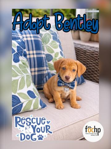 Enlarge Bentley, a Adopted Dachshund in Orange, CA image 1/1