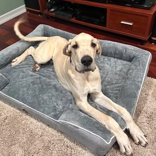 Enlarge Dale, an adopted Great Dane in Tehachapi, CA image 2/2