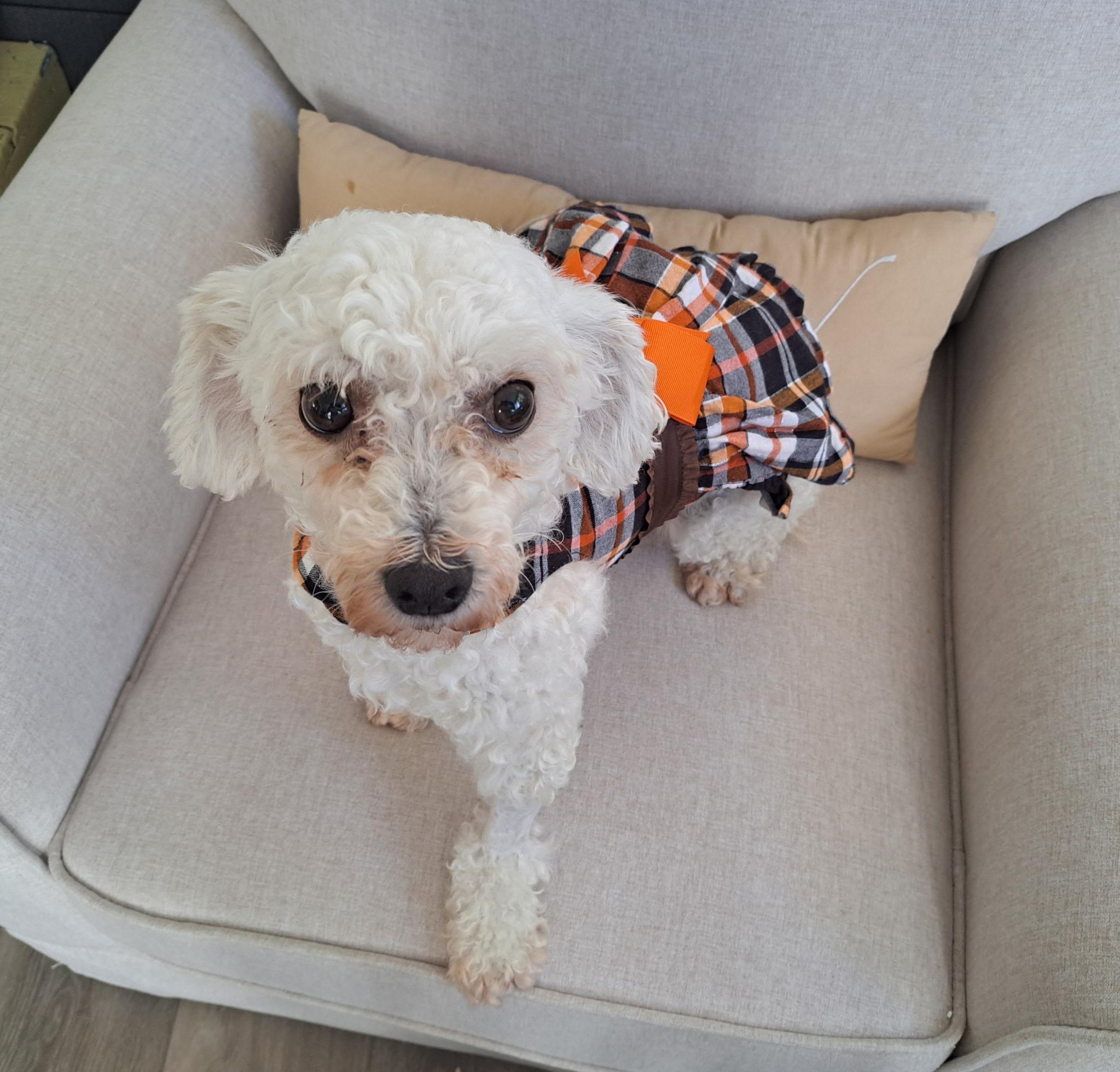 Ruthie, Adoptable, Adult Female Bichon Frise.