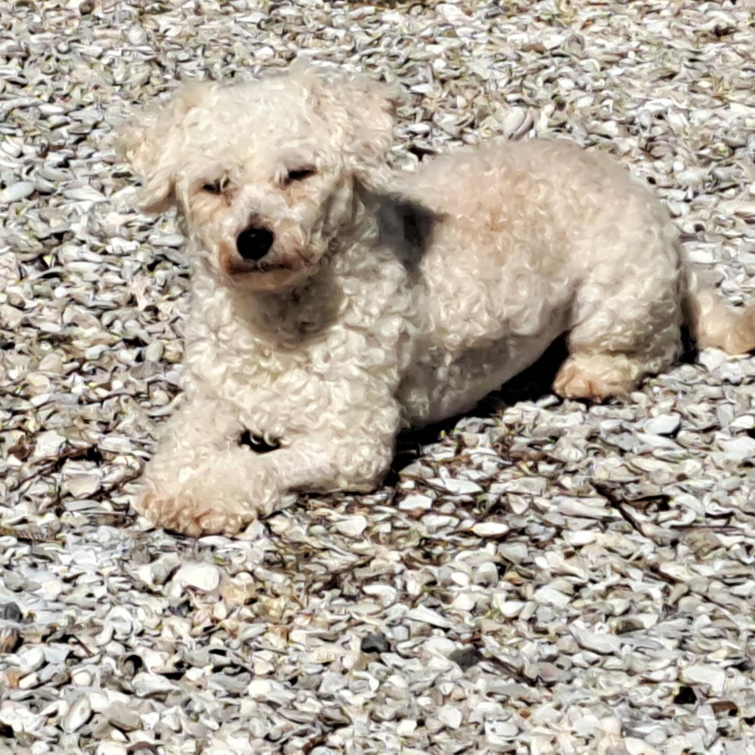 Ruthie, a Adoptable Bichon Frise in Bradenton, FL image 2/4