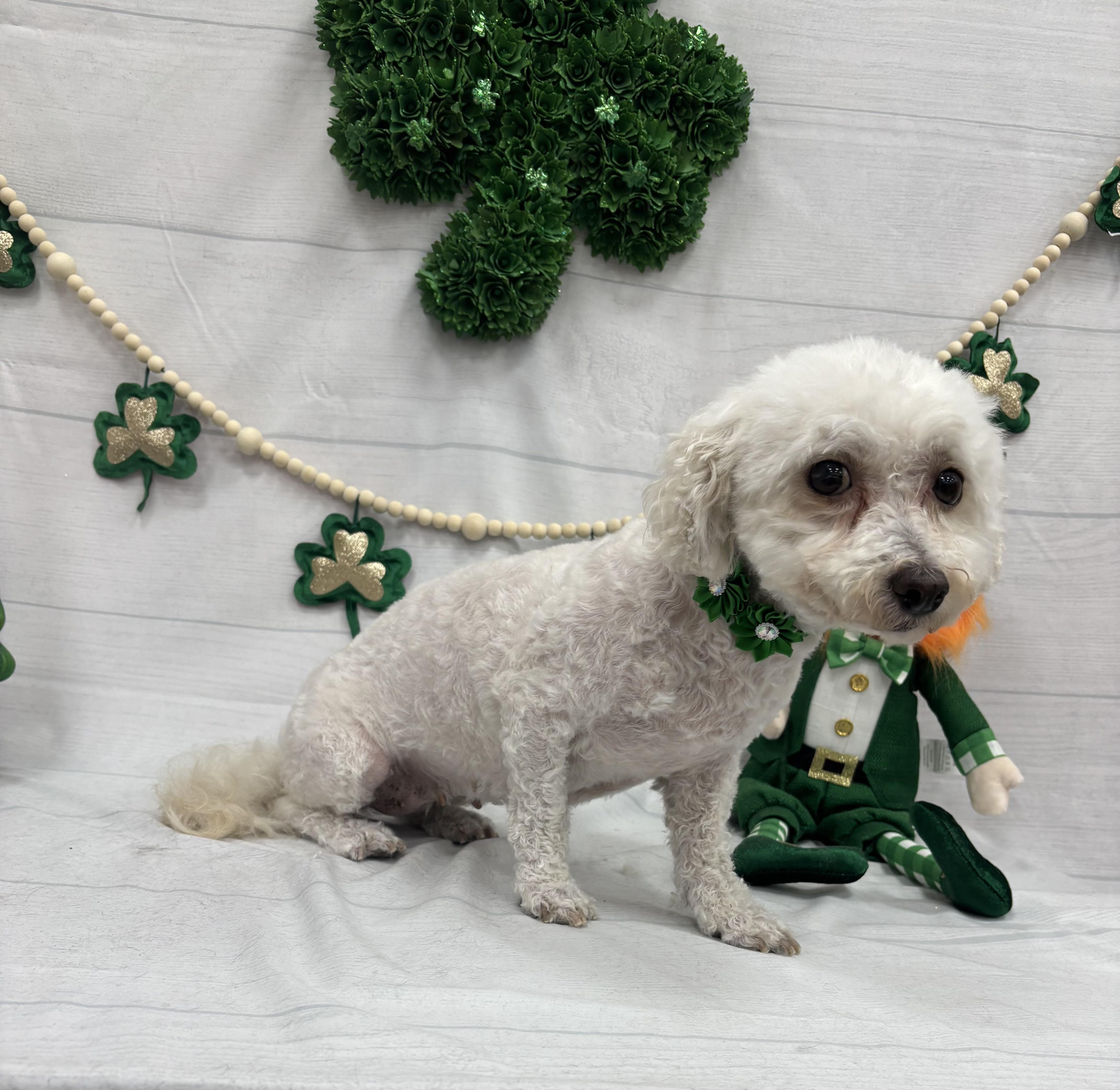 Ruthie, a Adoptable Bichon Frise in Bradenton, FL image 1/4