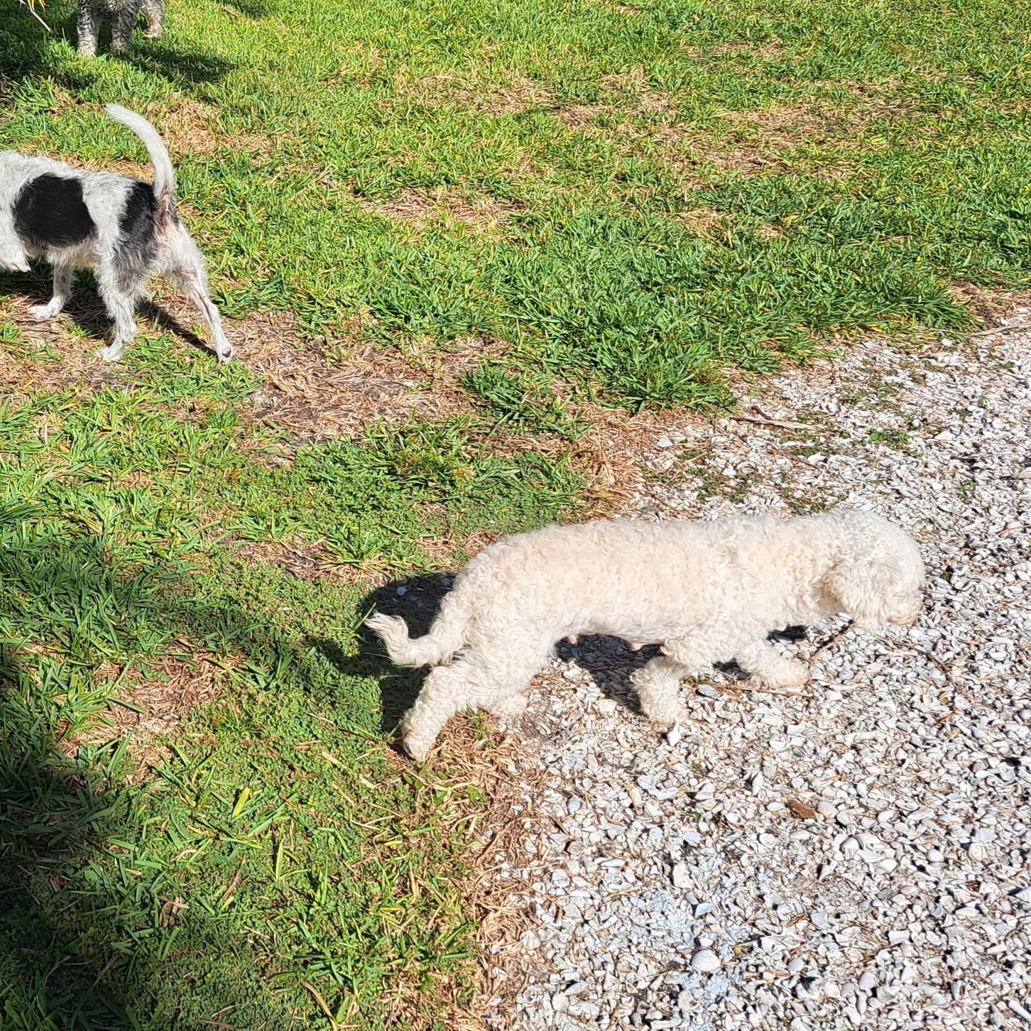 Ruthie, a Adoptable Bichon Frise in Bradenton, FL image 3/4