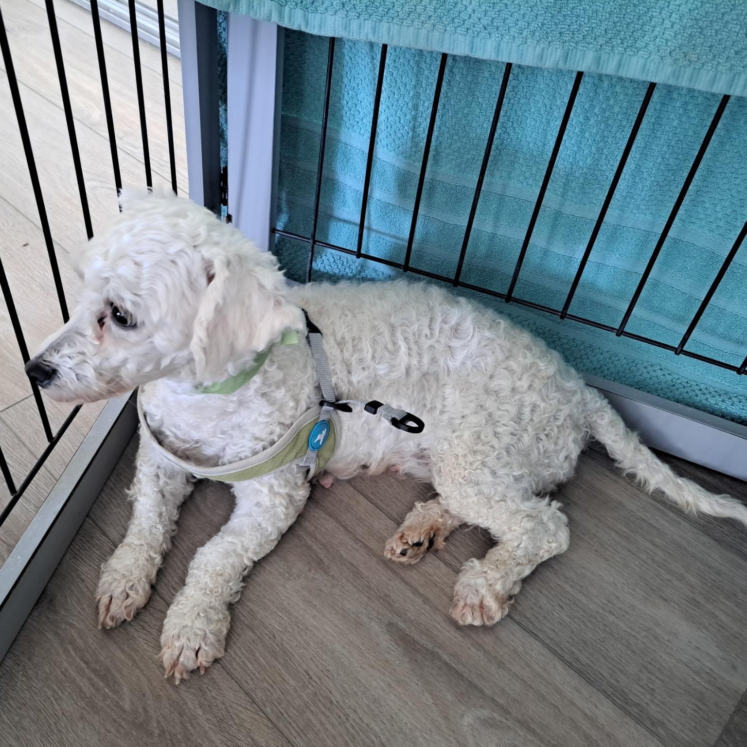 Ruthie, a Adoptable Bichon Frise in Bradenton, FL image 4/4