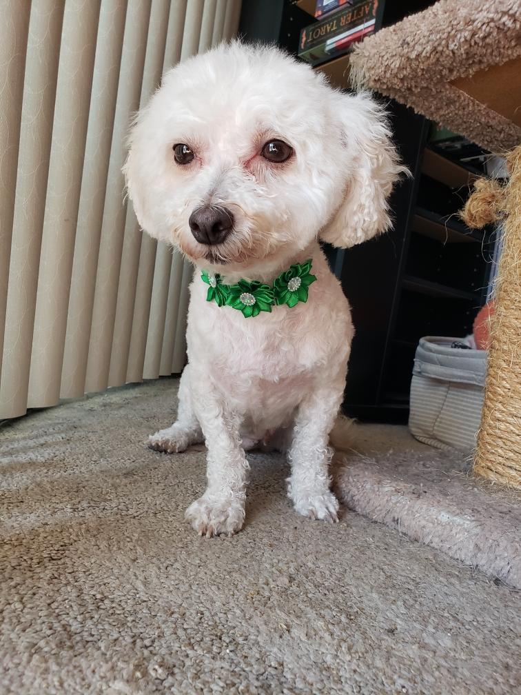 Ruthie, a Adoptable Bichon Frise in Bradenton, FL image 4/4
