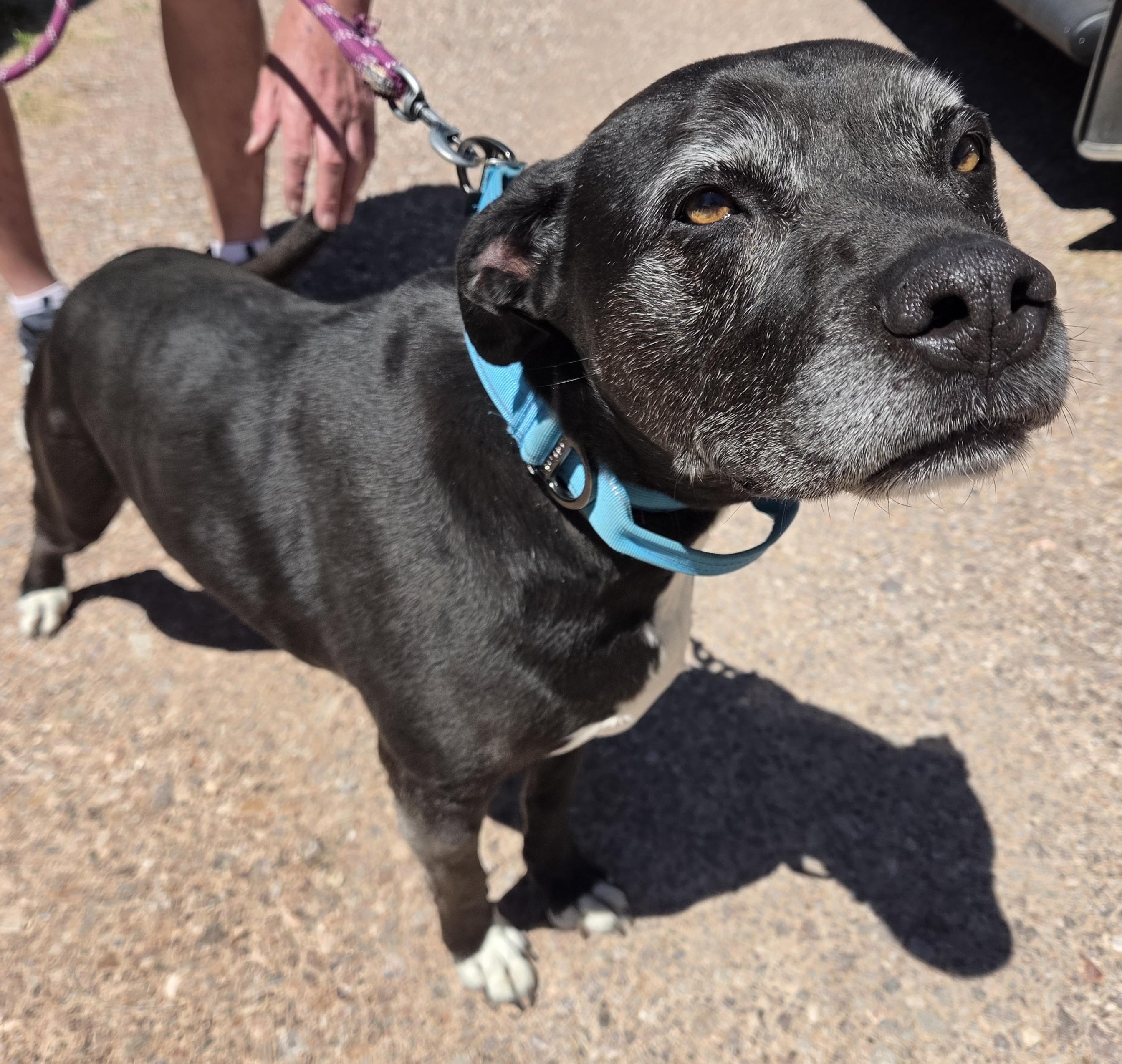 Enlarge Brodie, a ADOPTABLE mixed breed in Newcastle, WY image 3/3