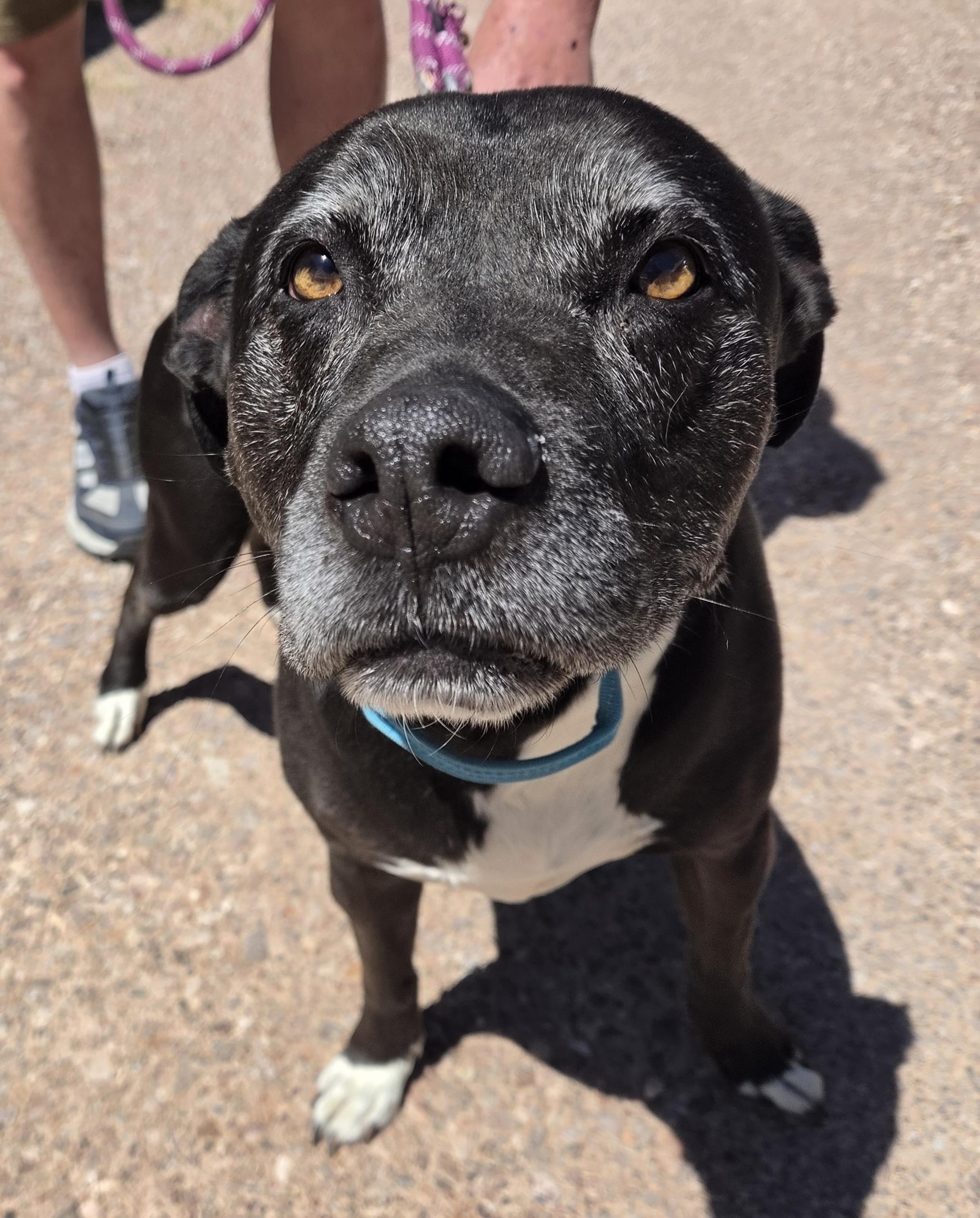 Enlarge Brodie, a ADOPTABLE mixed breed in Newcastle, WY image 2/3