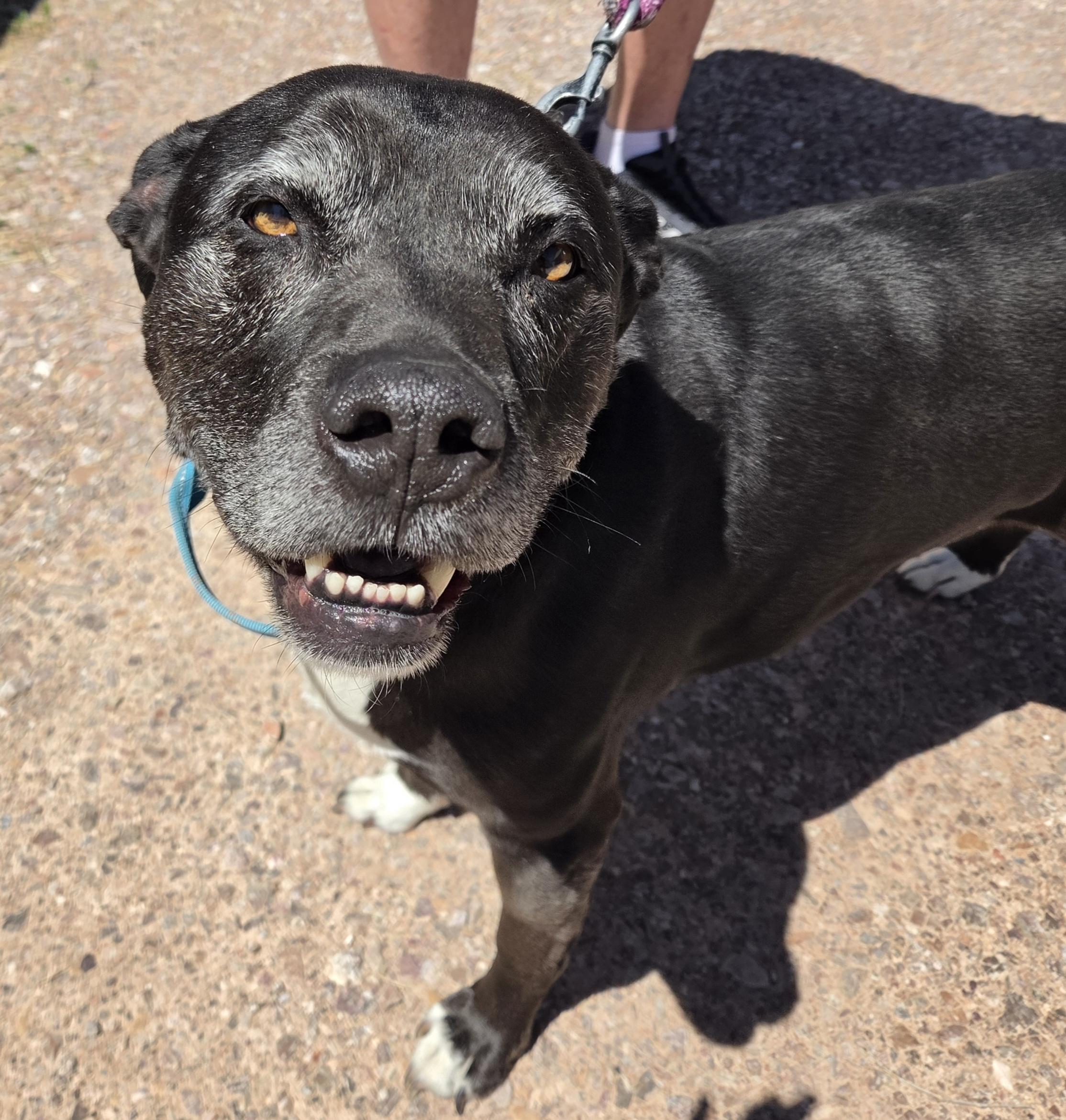 Brodie, ADOPTABLE, Senior Male Black Labrador Retriever.